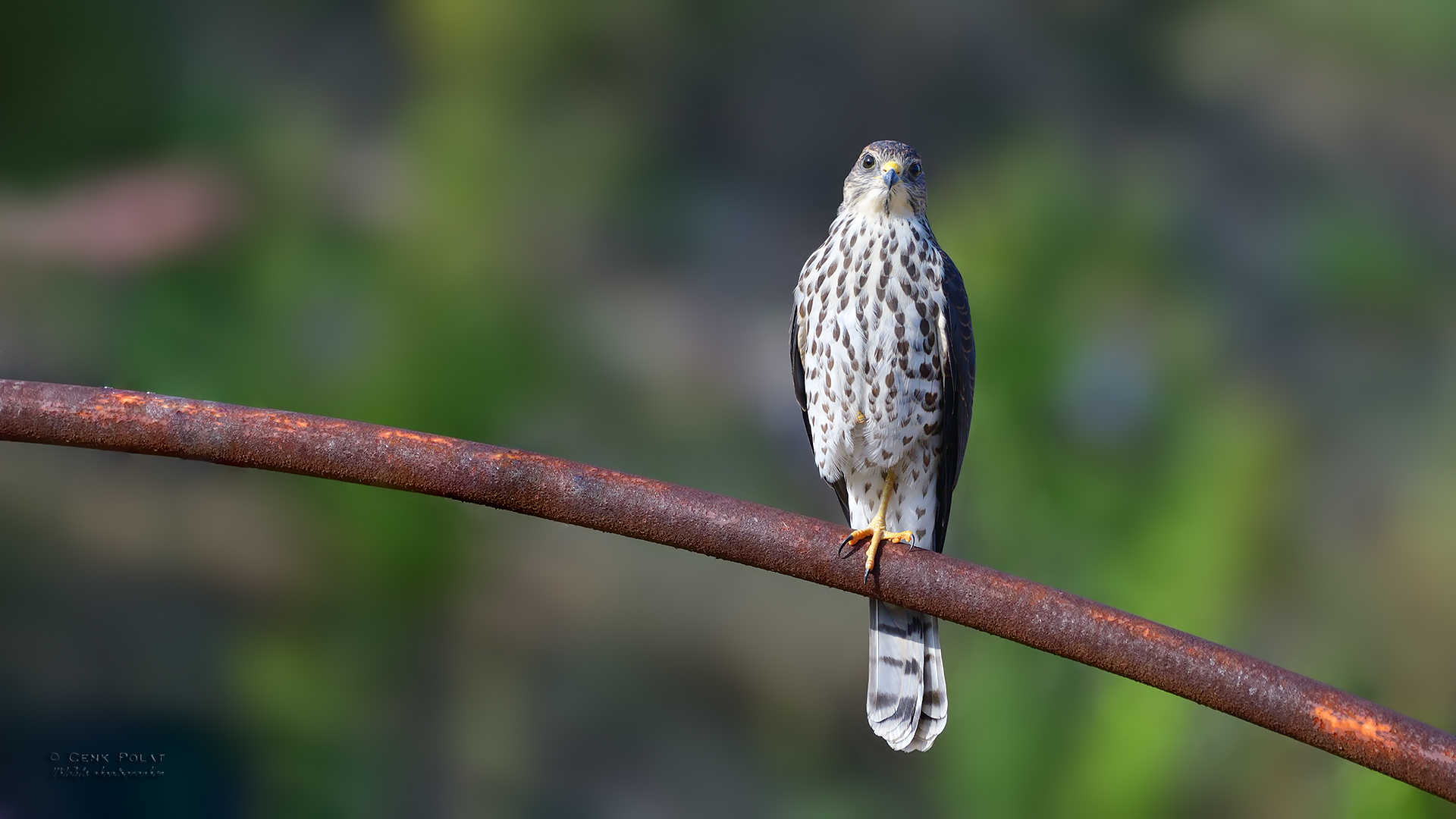 Levant Sparrowhawk
